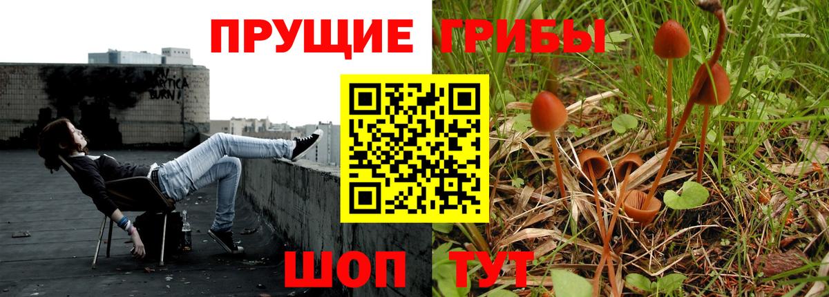Бийск  Псилоцибиновые грибы Psilocybine cubensis  Вход с VPN 